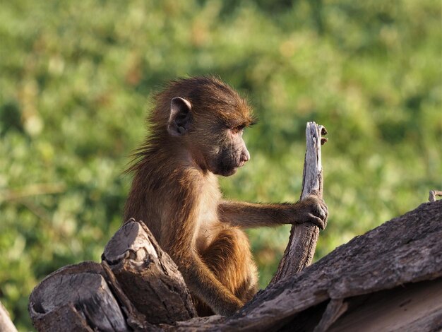 Photo monkey sitting on wood