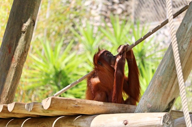 Monkey sitting on wooden post in zoo