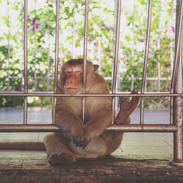 Foto scimmia seduta in uno zoo