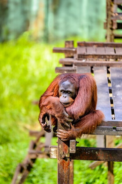 動物園に座っている猿