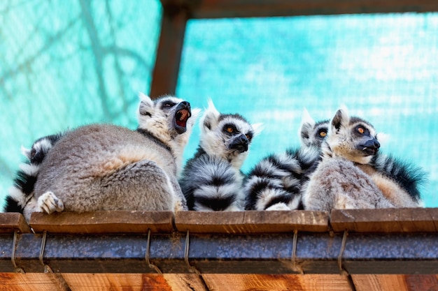 動物園に座っているサル