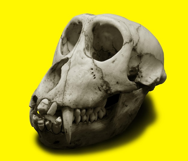 Monkey Skull