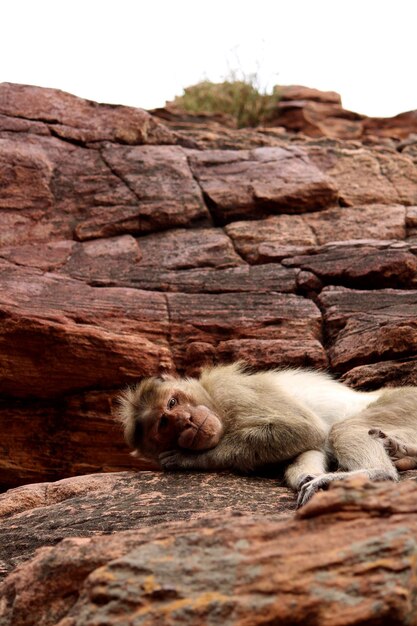 Photo the monkey sleeping on the rock bonnet macaque in badami fort