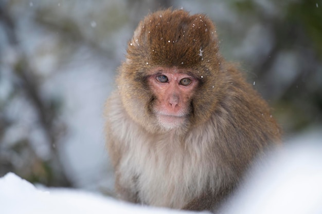 Foto una scimmia nella neve