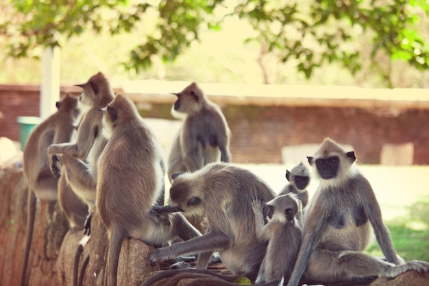 Monkey on Sri Lanka