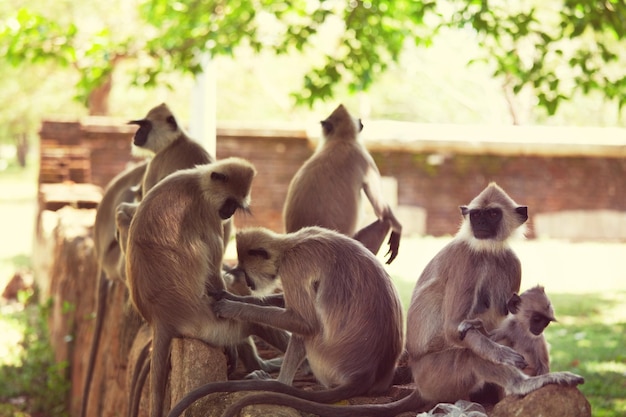 Scimmia in sri lanka