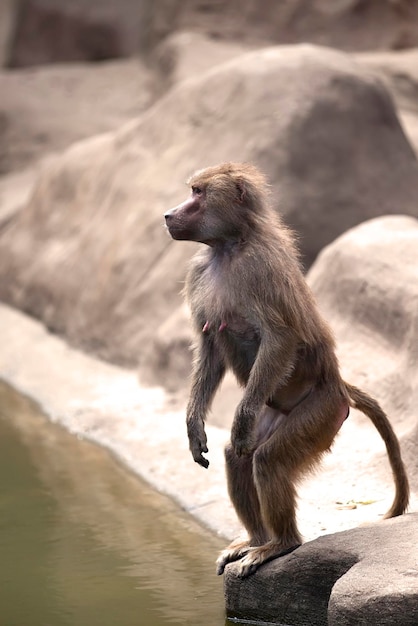 Photo a monkey stands on a rock in front of a body of water.