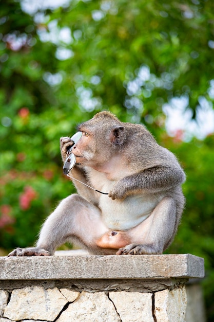 Monkey stolen sunglasses from the tourist at Uluwatu cliff, Bali, Indonesia