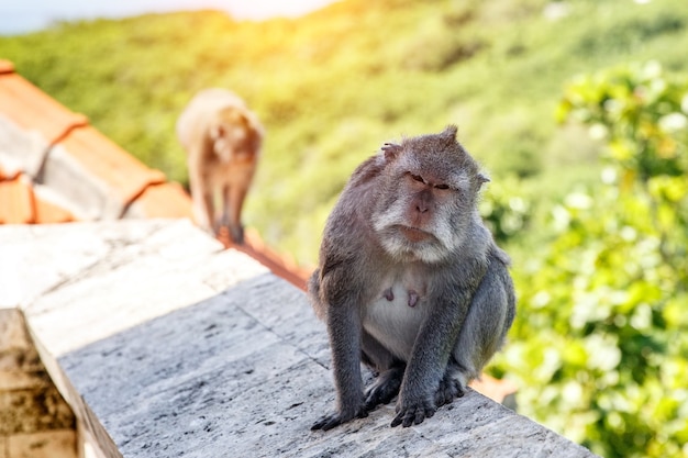 石の欄干に猿。緑の自然の背景。