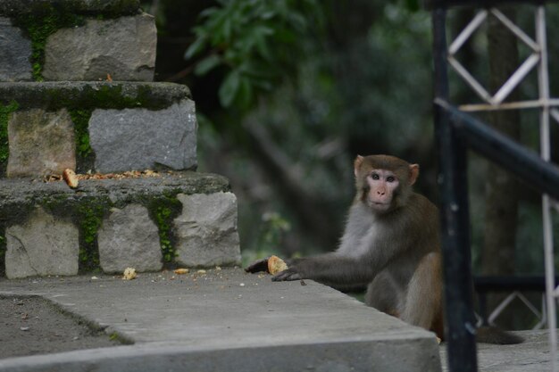 Monkey on stone wall