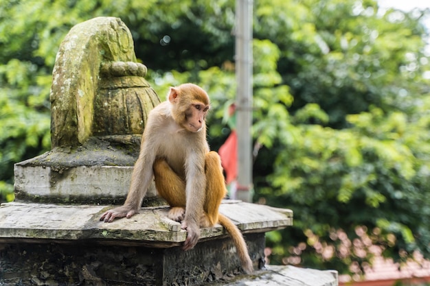 Monkey at the swayambhunath temple or monkey temple in\
kathmandu, nepal. stock photo.
