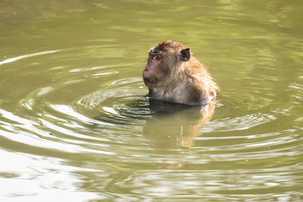 Monkey swimming in lake