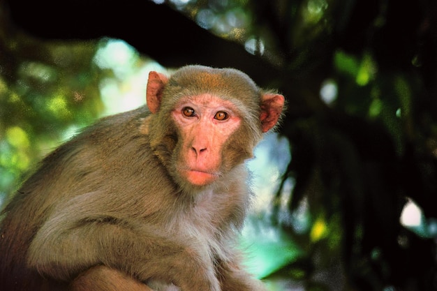 Monkey under the tree looking into the camera