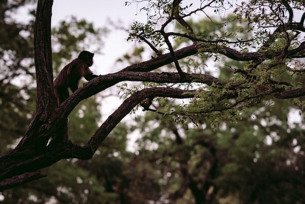 Monkey on the tree. Monkey in his natural environment.