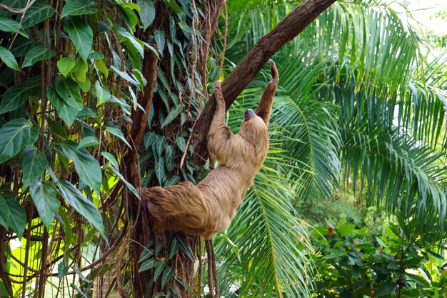 Photo monkey on tree trunk