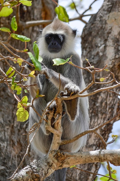 Photo monkey on tree