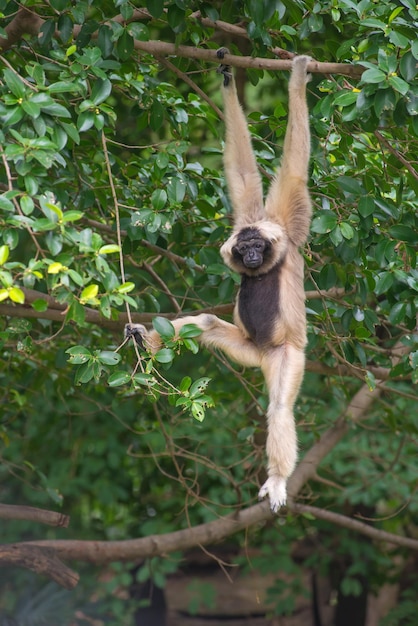 Monkey on tree