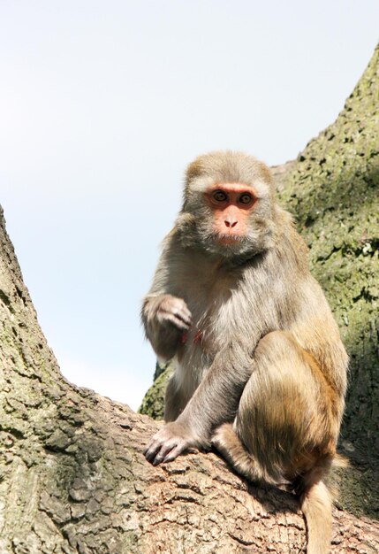 Photo monkey in tree