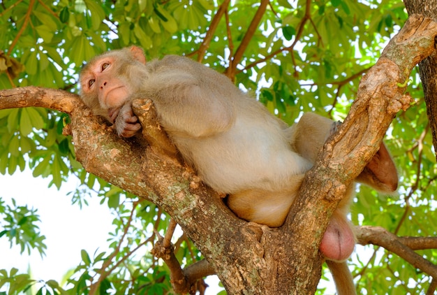 Photo monkey on tree