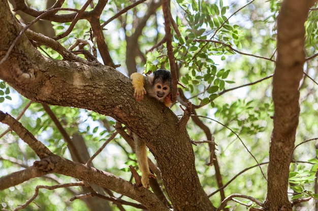 Photo the monkey in tree