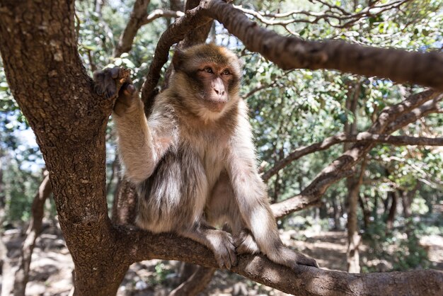 Monkey in the trees Morocco