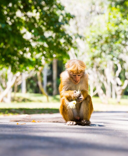 Photo monkey in  tropical fauna on ceylon, young macaque. widlife scene, asia