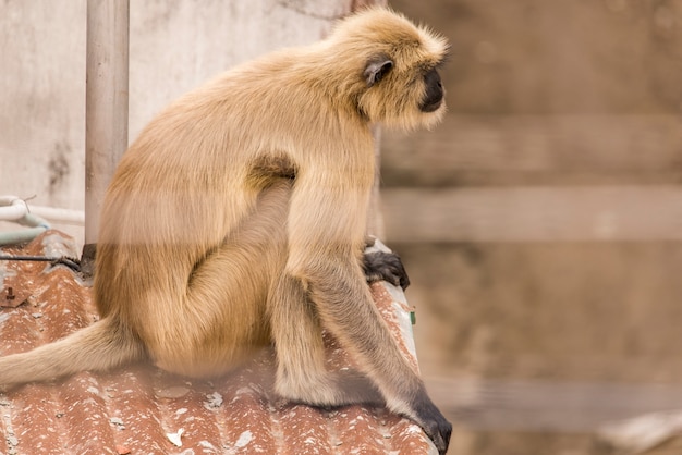 Monkey in urban area