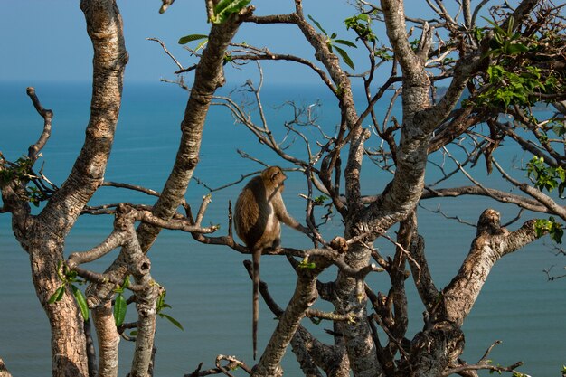 Photo monkey on the view point khao chong krachok prachuap khiri khan