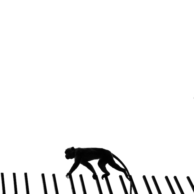 Photo monkey walking on fence against clear sky