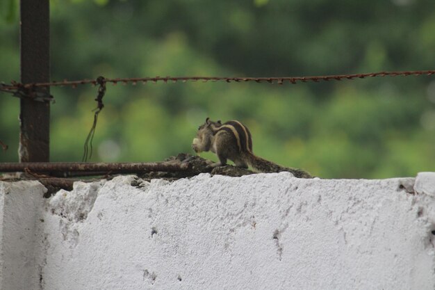 Monkey on a wall