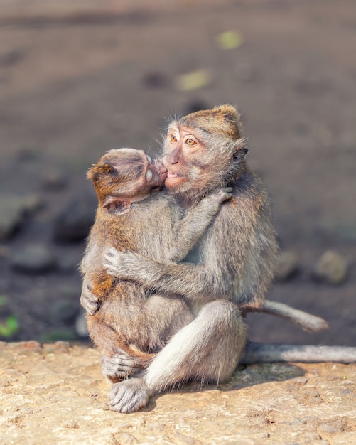 Monkey with baby on stone