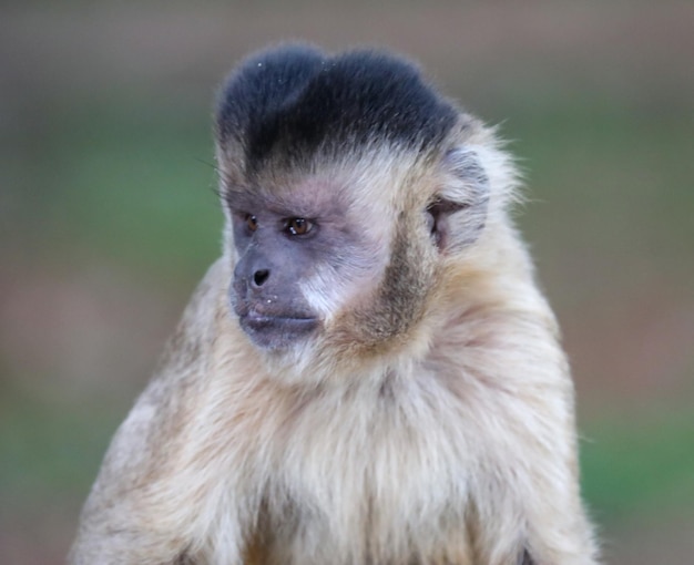 A monkey with a black cap on its head