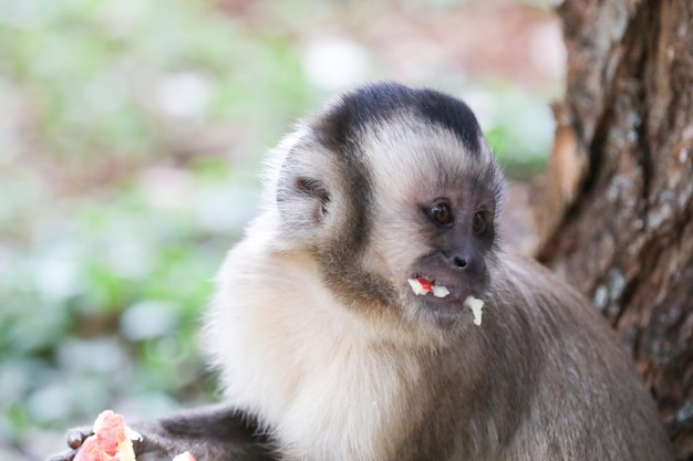 Monkey with a black face