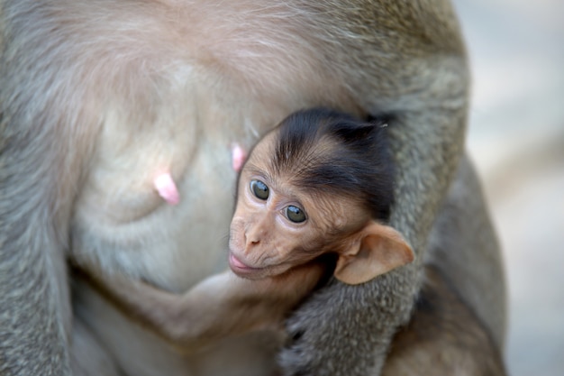 Photo monkey with family