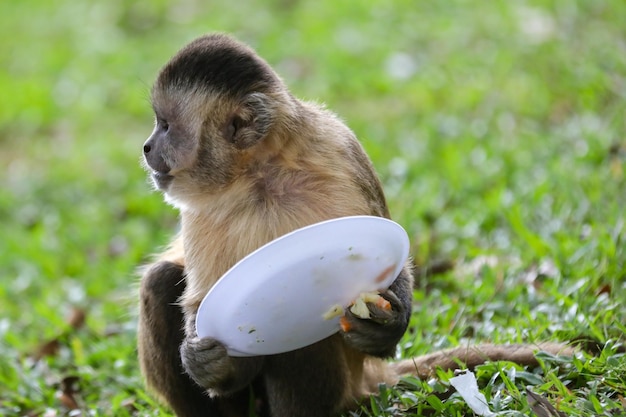 A monkey with a frisbee in his hand