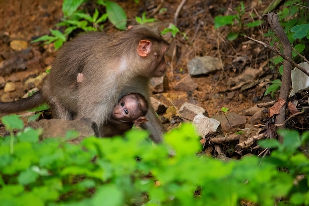 Monkey with her Infant