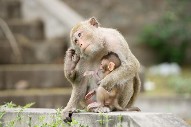 Photo monkey with its baby sitting on grass