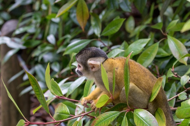 Photo a monkey with a long tail sits in a tree.