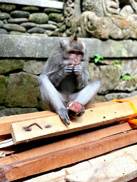 Photo monkey on wood at temple