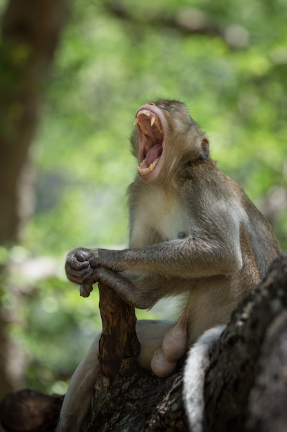 Monkey yawn on the tree in the forest 