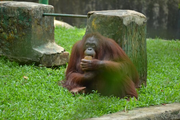 Photo monkey in a zoo