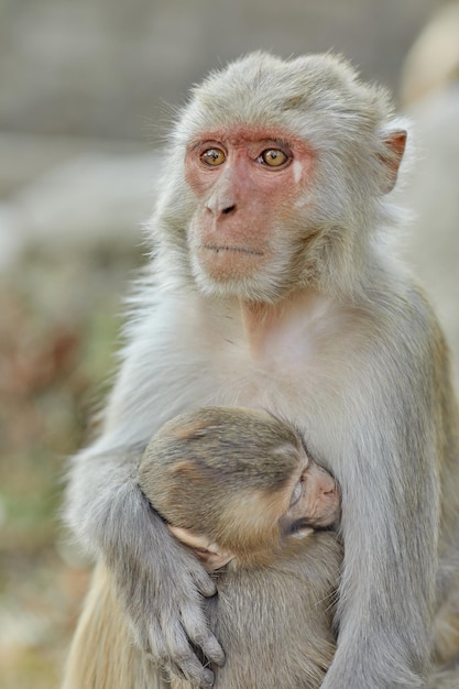 야생의 원숭이 수두 바이러스 원숭이는 바이러스를 퍼뜨립니다.