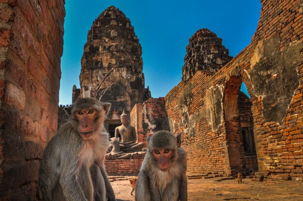 古代の寺院の猿たち