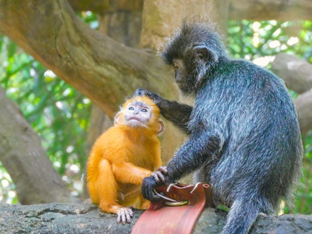 写真 猿の赤ちゃんと母親