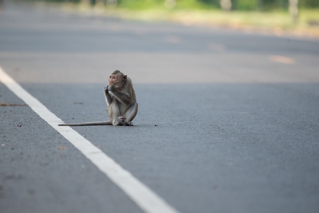 Monkeys come to wait for food from people on the street.