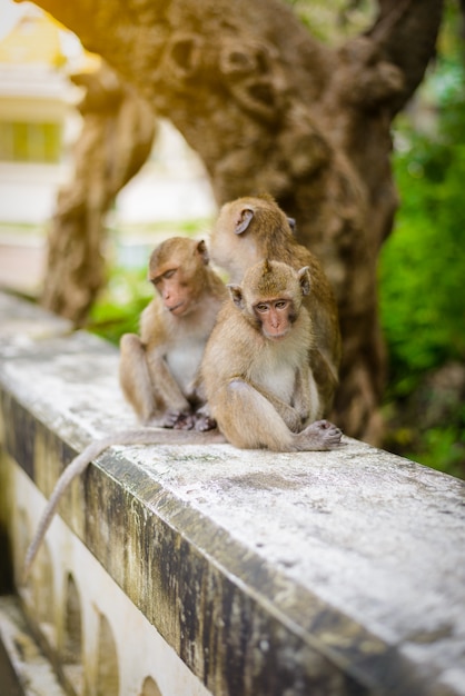 Monkeys (crab eating macaque) grooming one another.