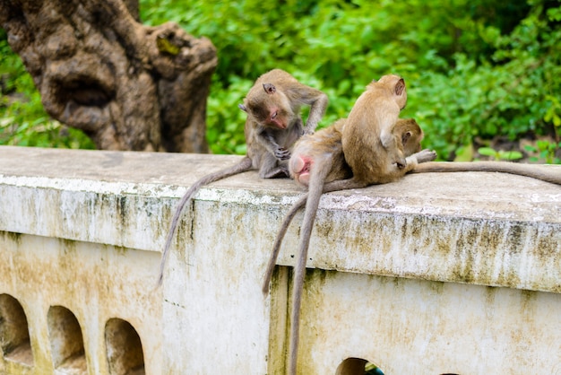 Monkeys (crab eating macaque) grooming one another.