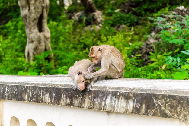 monkeys (crab eating macaque, Macaca fascicularis) grooming one another. naturally in Tourist attrac