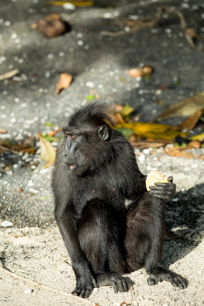 Foto scimmie che mangiano all'aperto