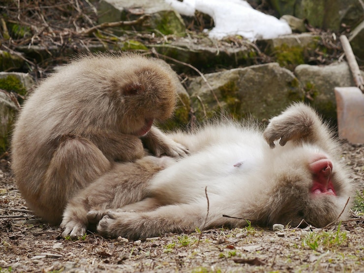 Photo monkeys on field
